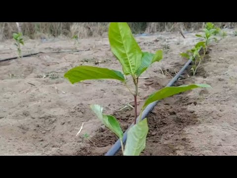 First fertilization of passion fruit plants.