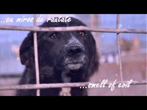 La fereastra cu gutuie ( Winter song) - Tudor Gheorghe