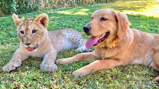 LION CUB AND DOG BECOME BEST FRIENDS ! SO CUTE !!