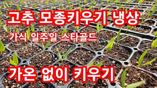 고추 모종키우기 냉상으로 가식 일주일 코레곤 스타골드 가온 없이 (고추재배방법)