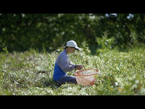 ShihStories - The Color of Our Lands