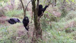 preview picture of video 'Baby Gorilla Falls Off Tree (Uganda)'