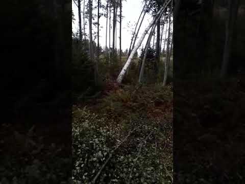 Konkelossa olevan puun kaataminen