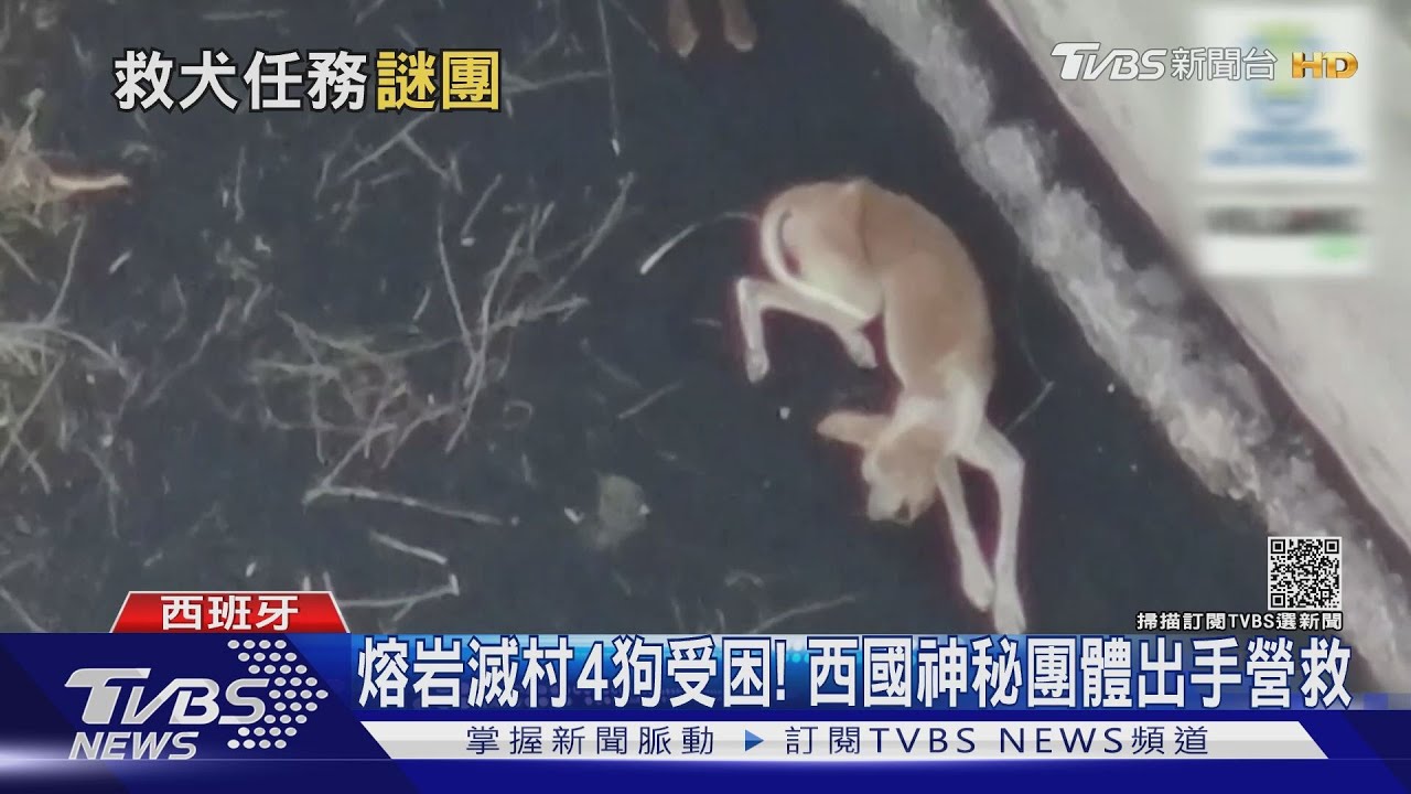 四隻受困狗奇蹟生還! 西國「天龍特攻隊」闖火山禁區營救