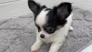 チワワ（ロング）の動画01