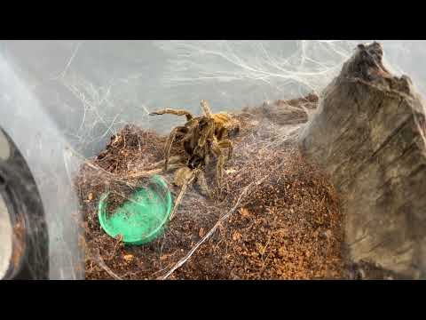 Neoholothele incei, Trinidad Olive Tarantula pairing