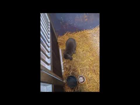 dierenfreak dansvideo   4   okt