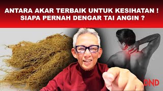 Download lagu ANTARA AKAR TERBAIK UNTUK KESIHATAN! SIAPA PERNAH DENGAR 'TAI ANGIN'? mp3 Download lagu ANTARA AKAR TERBAIK UNTUK KESIHATAN! SIAPA PERNAH DENGAR 'TAI ANGIN'? mp3