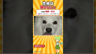 【犬種シリーズ #31】犬種標準に「うるさくてはいけない」と書かれた犬｜日本スピッツ