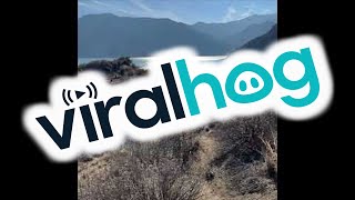 [問卦] 如果爬山時碰到美洲獅，你會怎做？