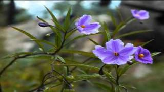 ( Carol Kidd )  - " When I Dream "