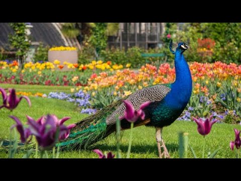 Il parco di Villa Pallavicino: qui puoi incontrare zebre, daini, canguri e fenicotteri