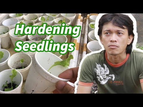 , title : 'Ano ang hardening? Paano ito sinasagawa? - How to harden seedlings.'