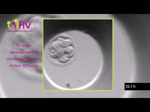 TimeLapse | Embryo development (ENG)