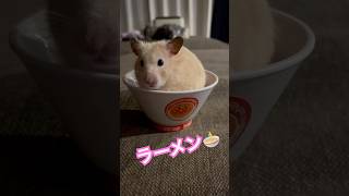 ラーメン丸🍜🐹 #ハムスター #キンクマ #かわいい #癒し #follow #可愛い #pets