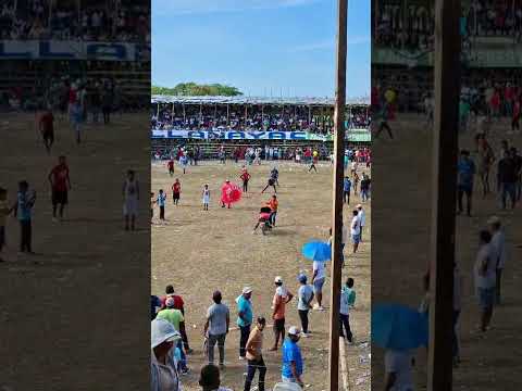 fiesta del toro purísima Córdoba 2026!🥳🥳🥳