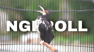 Download lagu pancingan jalak suren macet bunyi mp3 Download lagu pancingan jalak suren macet bunyi mp3