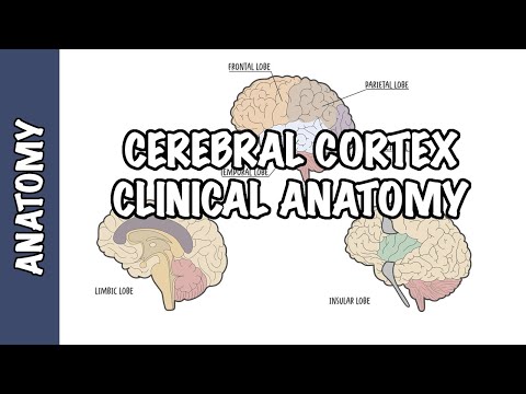 Anatomia kliniczna - kora mózgowa (płaty, urazy i objawy kliniczne)