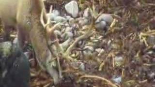 preview picture of video 'Autumnwatch Red Deer Stag Maximus 9 March 2008'