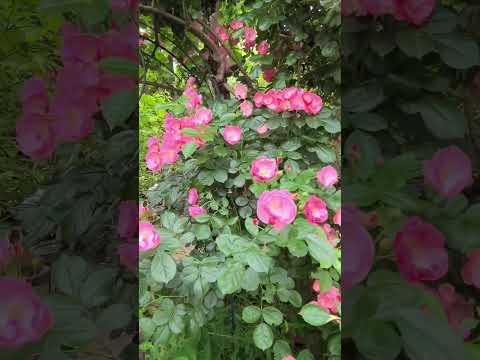 木やペレットの灰を嫌う植物は何ですか?  庭園