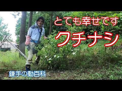 クチナシの剪定時期と方法は？プロセス全体は 4 つのステップで完了  庭園