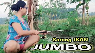 Download lagu Mancing ikan di sungai kecil sawah pedesaan yang indah di temani udara yang sejuk mp3 Download lagu Mancing ikan di sungai kecil sawah pedesaan yang indah di temani udara yang sejuk mp3