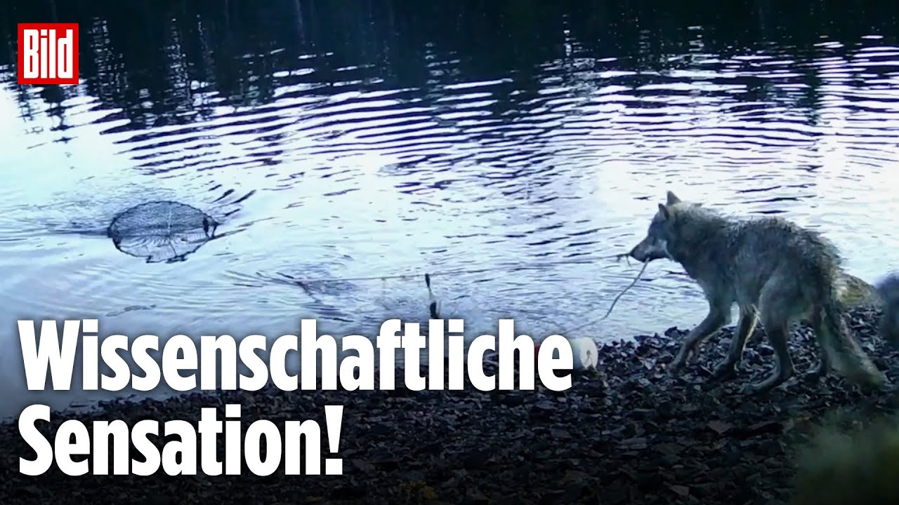 Wolf angelt sich sein Futter – Beweis für intelligentes Handeln?