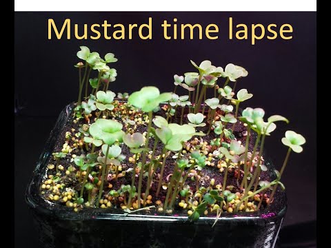 Mustard growth time lapse -  first few days of growing mustard from seeds