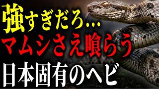 【日本の大蛇】毒ヘビを超える実力！日本のヘビ界を代表する強者5選