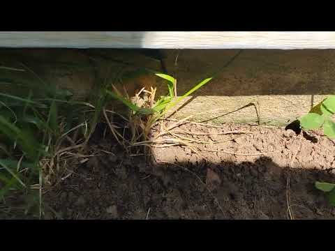 Ants Hiding in the Grass in Spotswood, NJ
