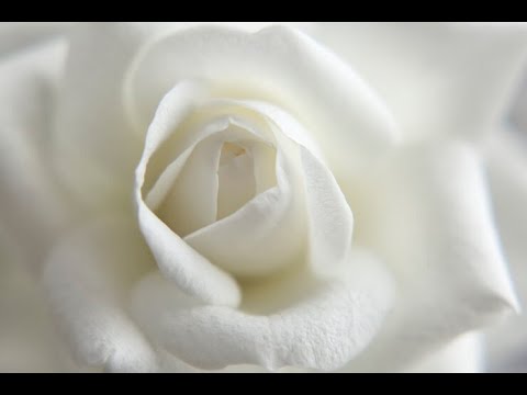 Someone Someone ~ Brian Poole & the Tremeloes