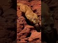 #Cougar A Florida #panther #shorts #animals - Travel #Cougar A Florida #panther #shorts #animals