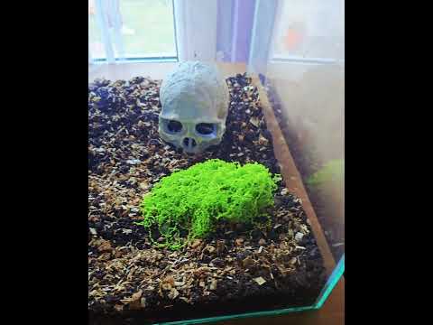 La nuova casa della tarantola (Lasiodora parahybana) 🕷️🏡