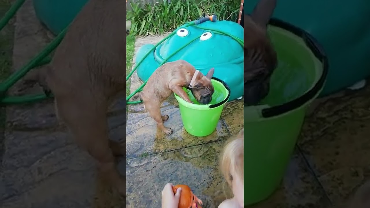 French bulldog playing with water bucket