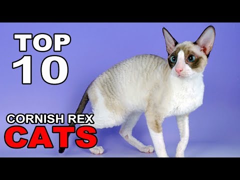 TOP 10 CORNISH REX CATS BREEDS