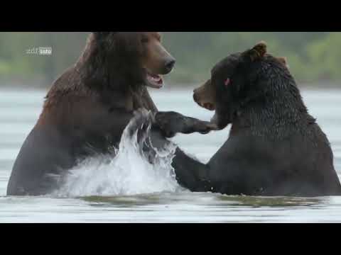 Naturparadies  Russland   Überlebenskünstler zwischen Arktis und Wüste Doku 2021