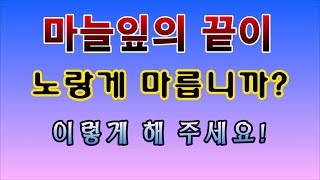 [텃밭농부. 1,286]  마늘의 잎이 마릅니까?  이렇게 해 주세요! #마늘재배 #난지형마늘