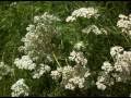 Flowers in D Major