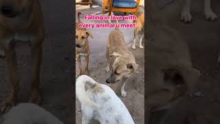 Download lagu Falling in love with every animal you meet 💕 ❤️ #dog #streetdog #animals mp3