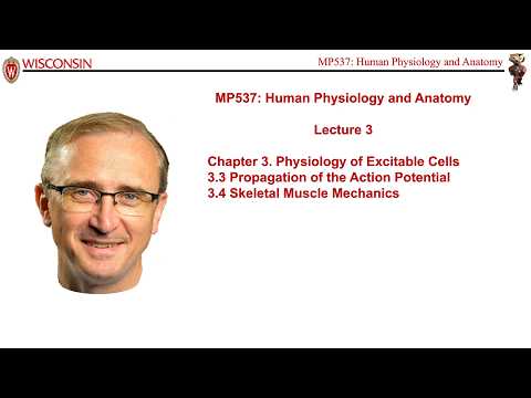 Lecture 3 of Medical Physics 537, Human Physiology and Anatomy, with course instructor Marty Pagel