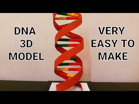 dna 3d model project| made using cardboard|