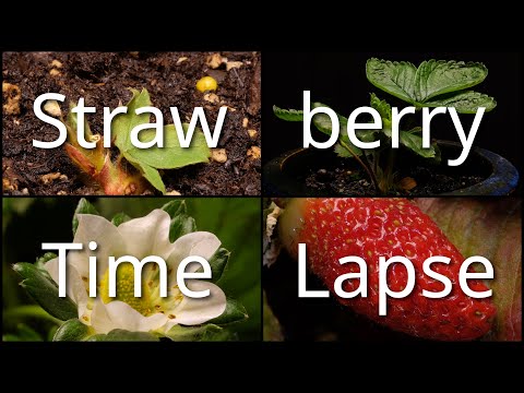 Time Lapse of a Strawberry Plant from Plantlet to Fruit 4K