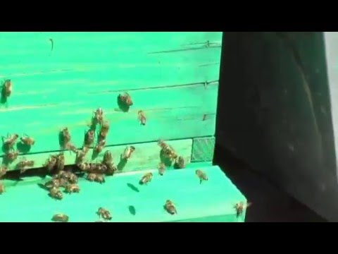 Albine 13   2016 M M