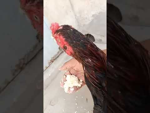 Krähwettbewerb der Hähne 🐓🎶 ROOSTER CROWING COMPETITION - Brahma, Yokohama, Cubalaya, Cochin, Silkie