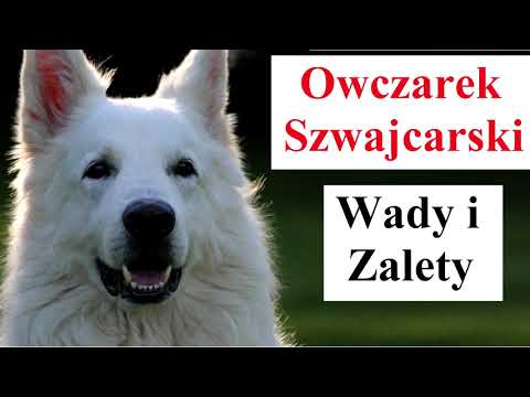 Owczarek Szwajcarski - Wady i Zalety