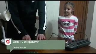 Опыт с огурцами