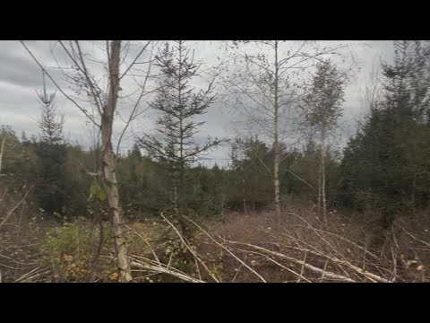 Läuterung Dickungspflege Erklärung und Praxis im eigenen Wald