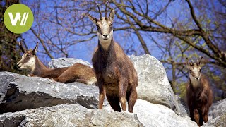 The return of the ibex to the Swiss Alps - a success story