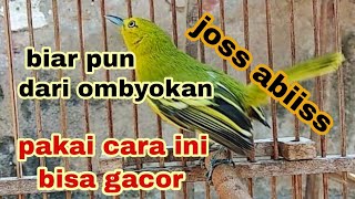 Download lagu cara merawat burung sirtu dari ombyokan agar mau bunyi mp3 Download lagu cara merawat burung sirtu dari ombyokan agar mau bunyi mp3