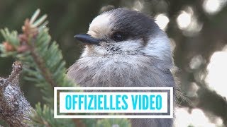 Musik-Video-Miniaturansicht zu Wenn ich ein Vöglein wär Songtext von Stimmen der Berge